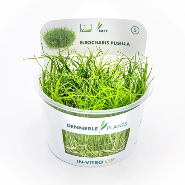 Dennerle Plants Mini Parvula - In Vitro